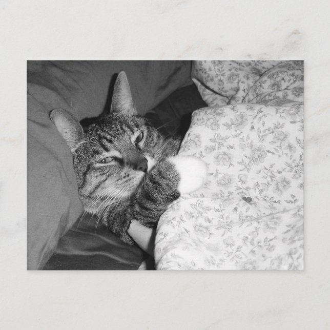 Gracioso gato durmiendo en la postal de la cama (Anverso)