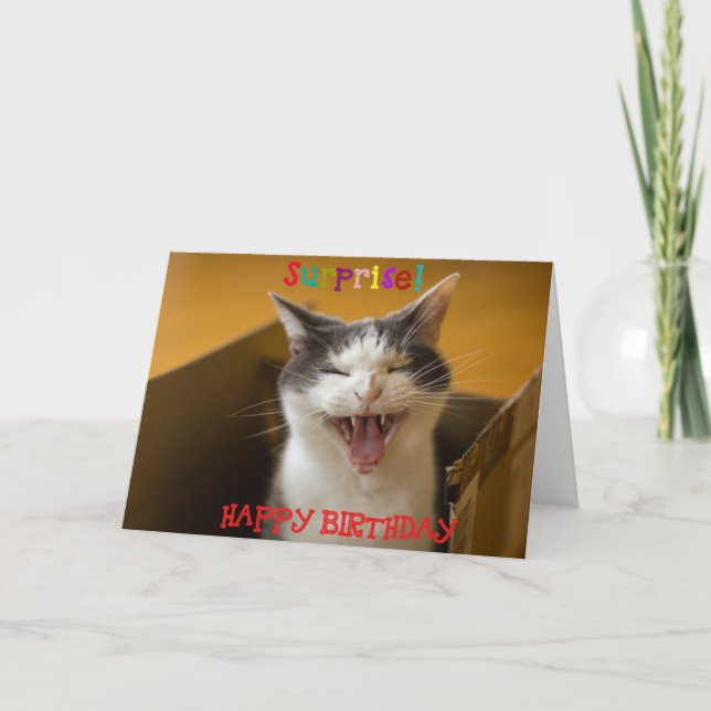 Gracioso gato lindo en una tarjeta de felicitación (Anverso)