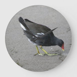 Gracioso Moorhen se toma el reloj de pared