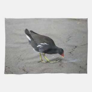 Gracioso Moorhen se toma una toalla de cocina de v