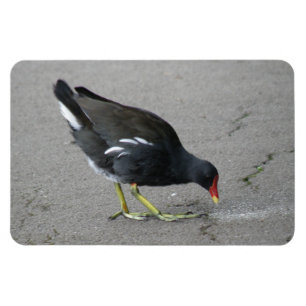 Gracioso Moorhen toma el imán Bow Premium