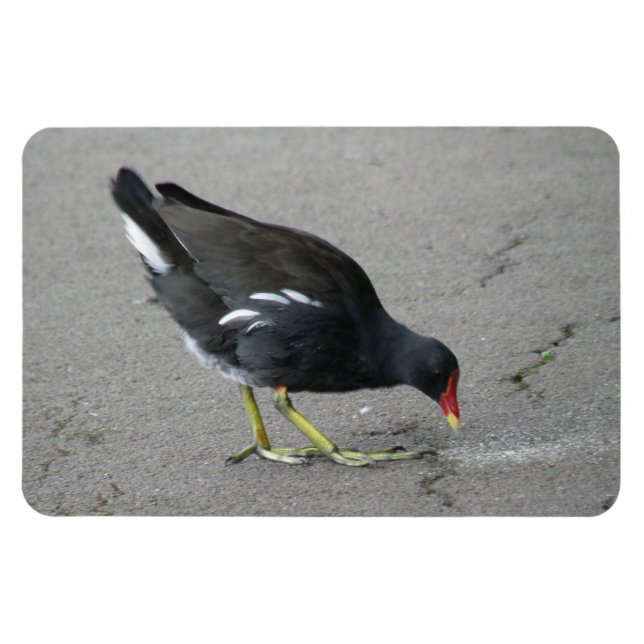 Gracioso Moorhen toma el imán Bow Premium (Horizontal)