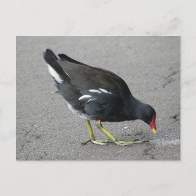 Gracioso Moorhen toma la postal Bow (Anverso)