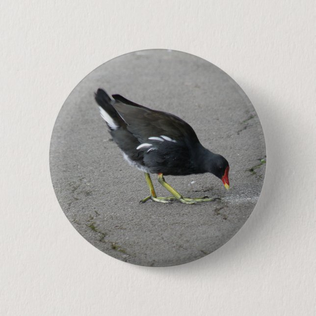 Gracioso Moorhen: Un botón de Bow (Anverso)