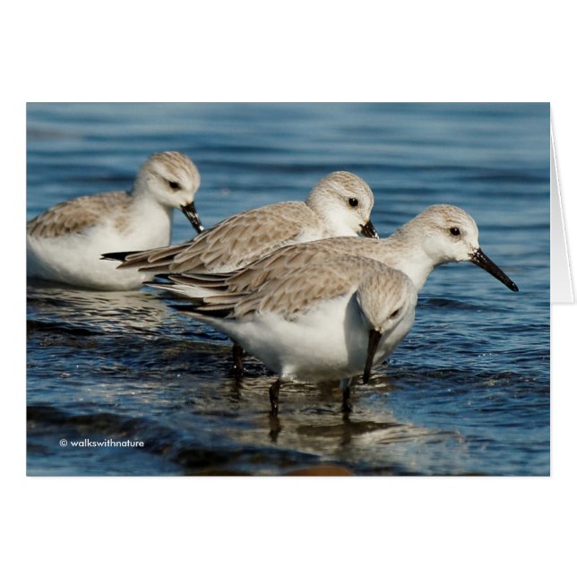 Gracioso plato 4 sandpipers en la playa (Anverso (Horizontal))
