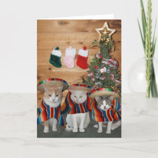 Graciosos gatos/gatitos Feliz Navidad