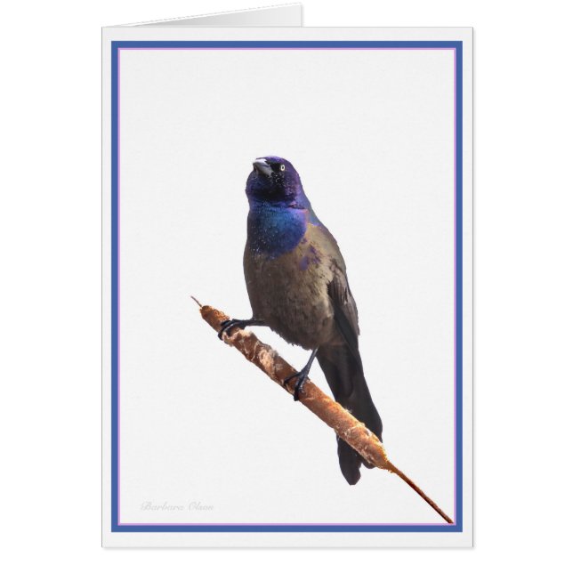 Grackeo común (Frente)