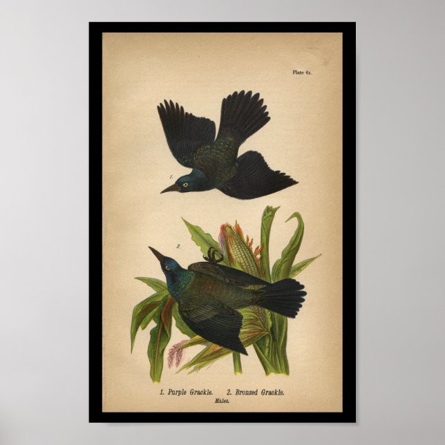 Grackle morado de impresión de aves de 1890 (Frente)