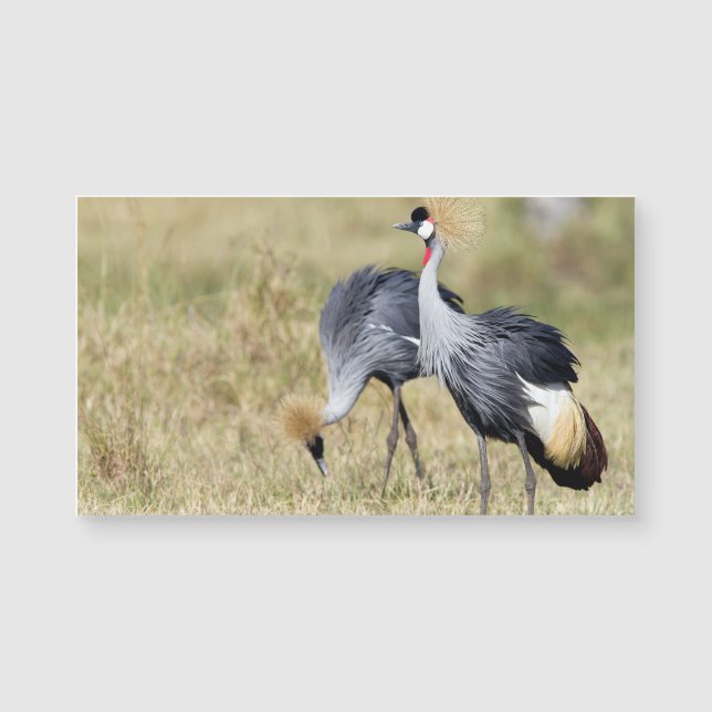 Grados en Masai Mara (Anverso)