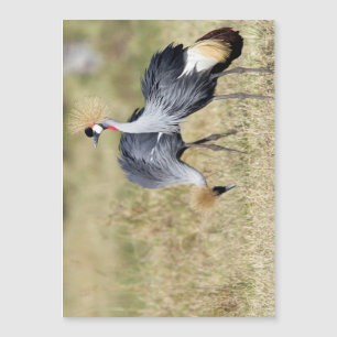 Grados en Masai Mara