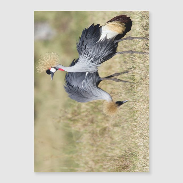 Grados en Masai Mara (Anverso)