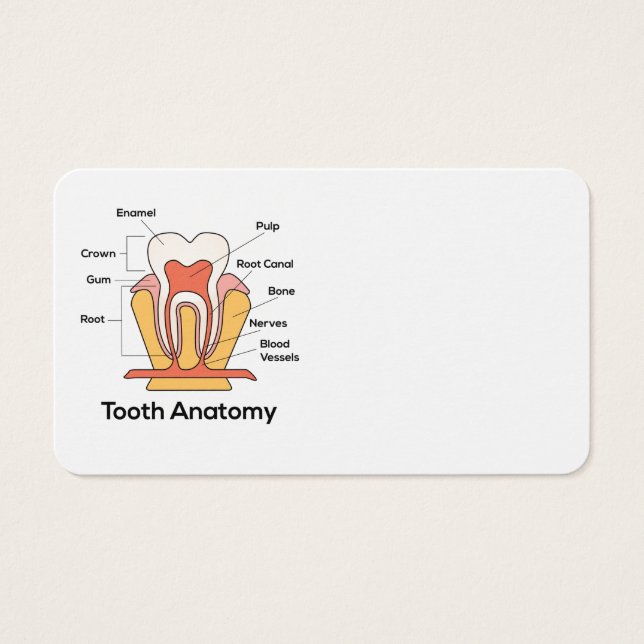 Gráfica de anatomía dental (Frente)