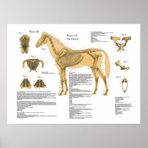 Gráfica de Posters de anatomía esquelética de caba