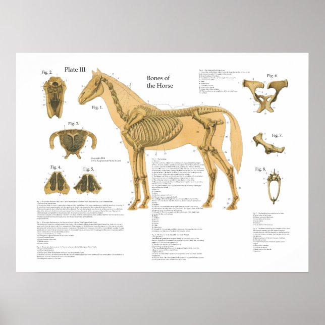 Gráfica de Posters de anatomía esquelética de caba (Frente)