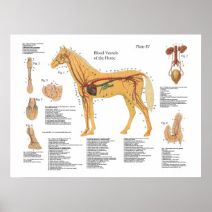 Gráfica de Posters de anatomía vascular de caballo