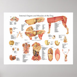 Gráfico de Posters de anatomía de órganos internos