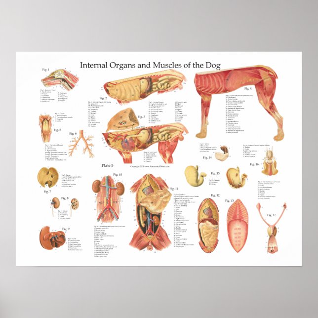 Gráfico de Posters de anatomía de órganos internos (Frente)