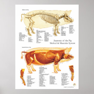 Gráfico de Posters de anatomía esquelética y múscu