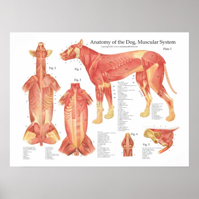 Gráfico de Posters de anatomía muscular del perro (Frente)