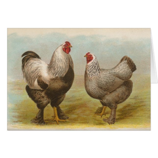 Graham - Pollos Brahma Oscuros (Anverso (Horizontal))