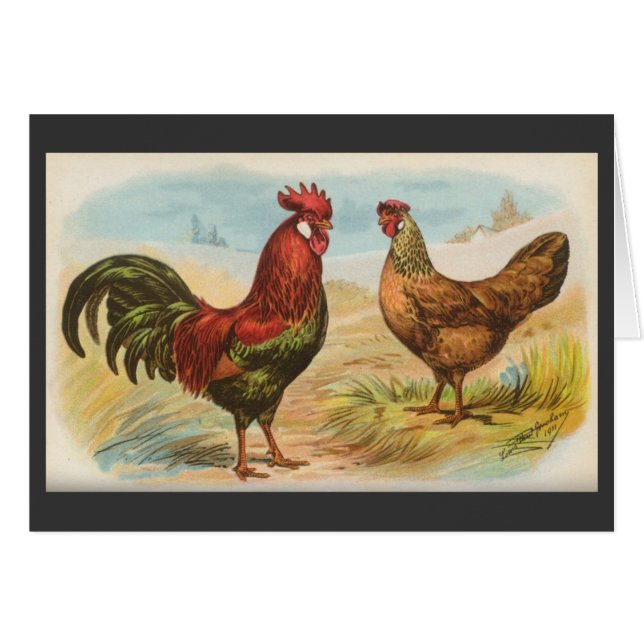 Graham - pollos de la Leghorn (Anverso (Horizontal))