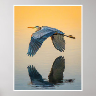 Gran Arte de Garza Azul Impresión de Reflexión d