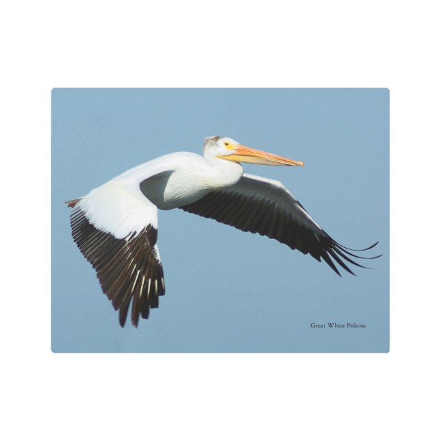 Gran arte metálico pelícano blanco (Anverso)