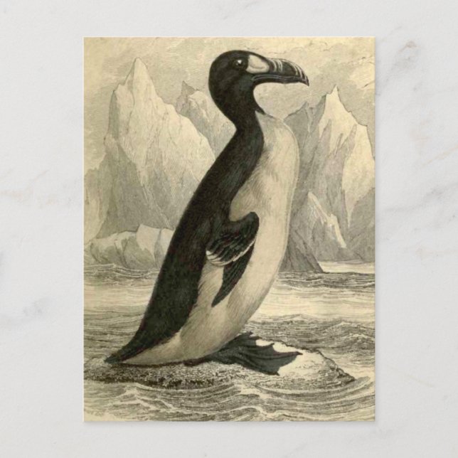 Gran Auk: postal de la revista Vintage Jardine (Anverso)