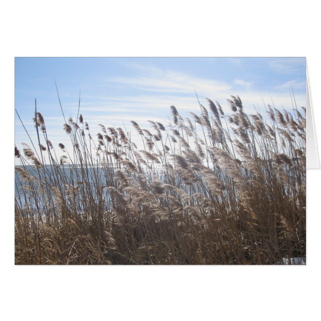 Gran Bahía del Sur a través de las cañas (Anverso (Horizontal))