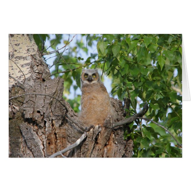 Gran búho de cuernos del novato (Anverso (Horizontal))