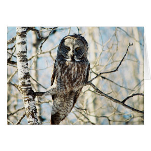 Gran búho gris en el árbol