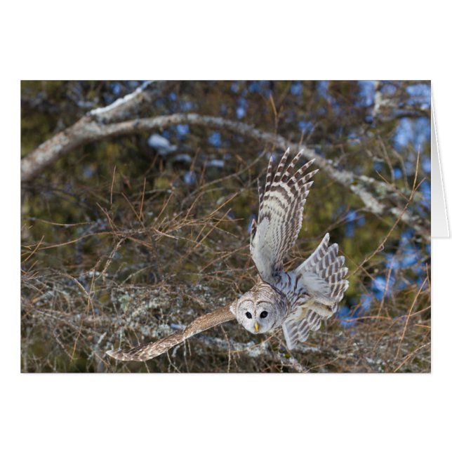 Gran búho gris volando (Anverso (Horizontal))