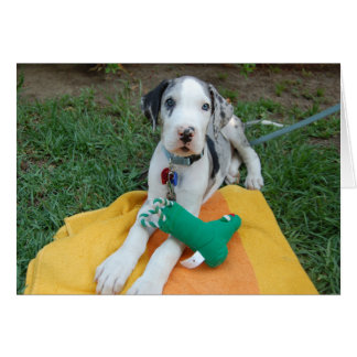 Gran cachorro de Dane