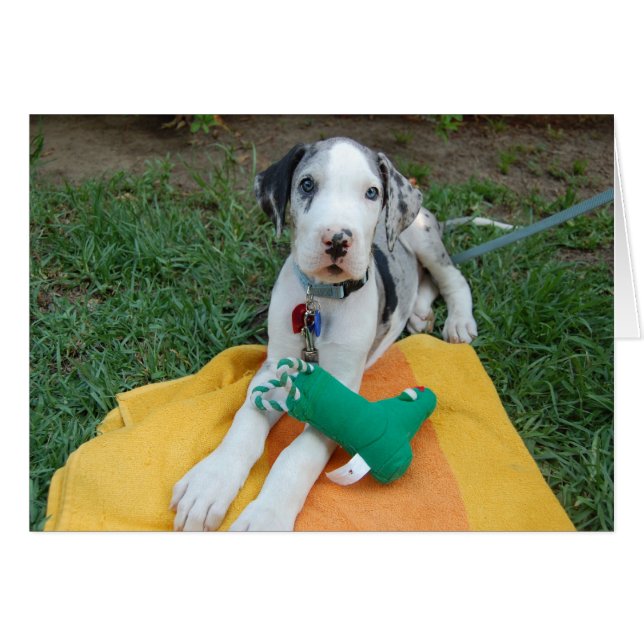 Gran cachorro de Dane (Anverso (Horizontal))