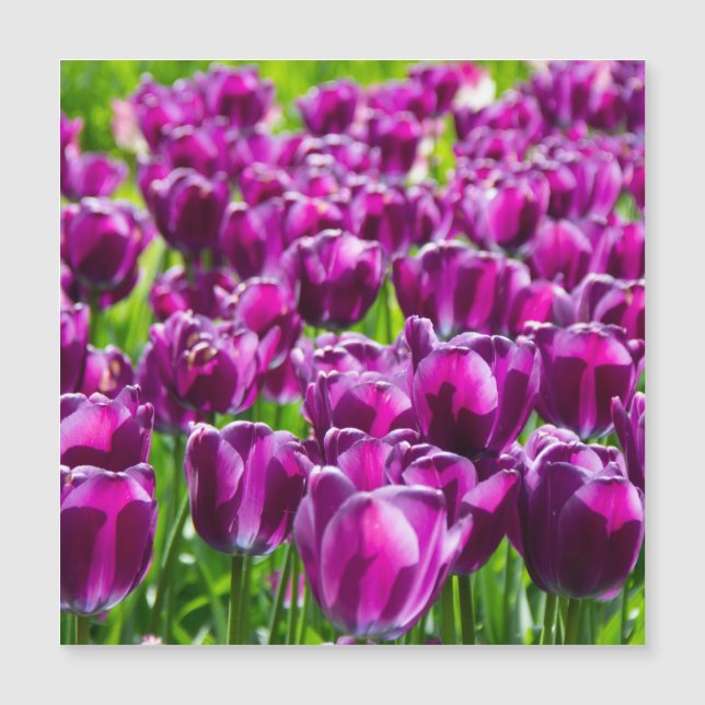 Gran campo de tulipanes morados (Anverso)