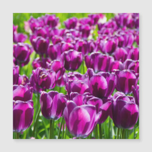 Gran campo de tulipanes púrpura