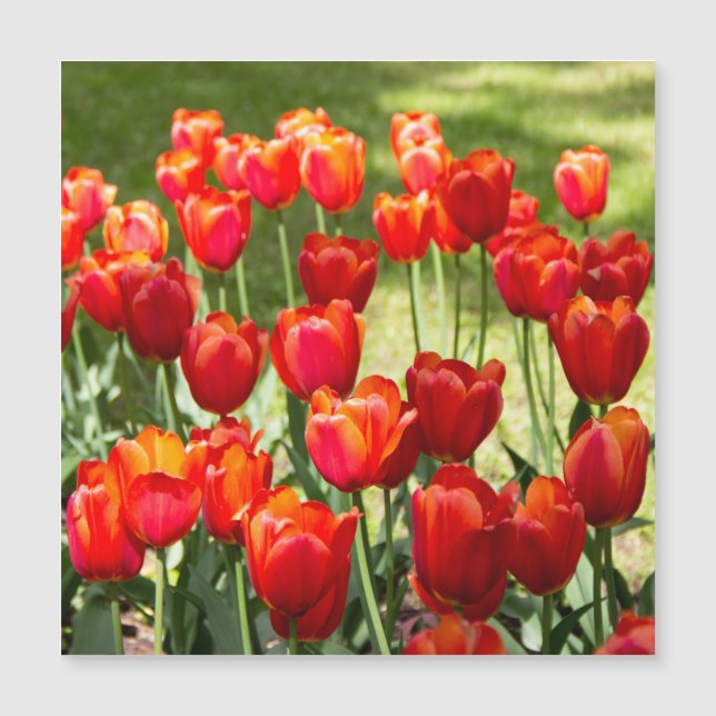 Gran campo de tulipanes rojos (Anverso)