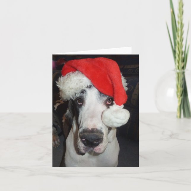 Gran dane 'Gunner' como tarjeta de saludo de Santa (Anverso)