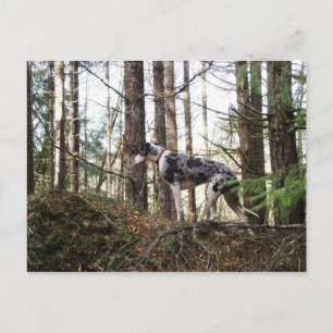 Gran Dane Marlie en la postal de Woods