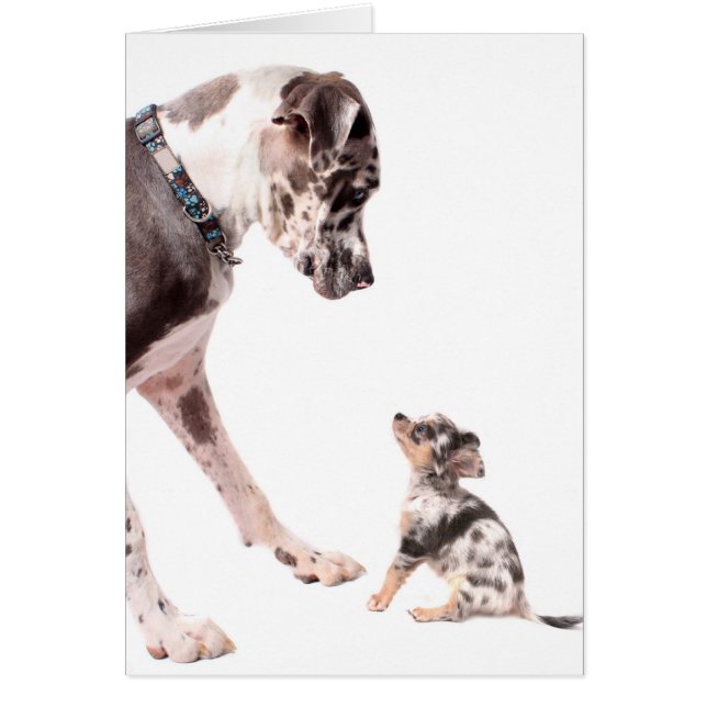 Gran dane y chihuahua (Frente)