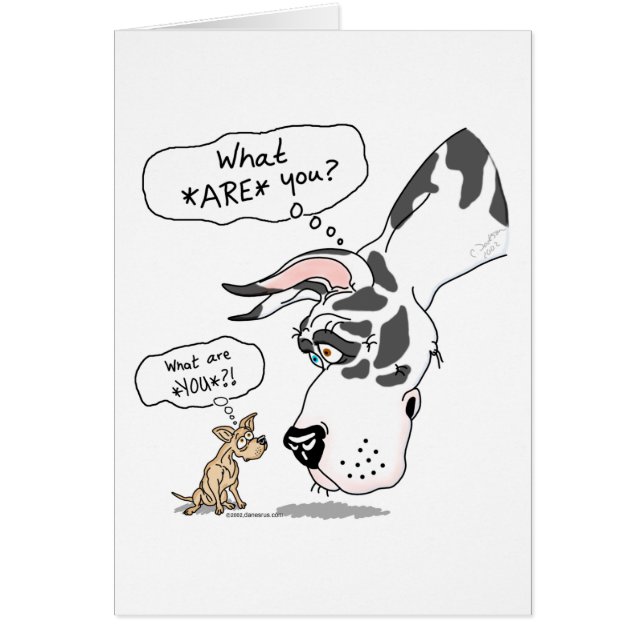 Gran dane y Chihuahua Harlequin (Frente)