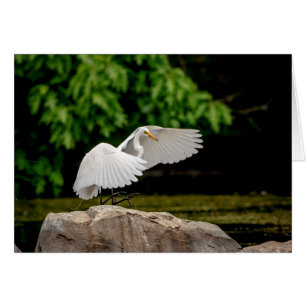Gran Egret
