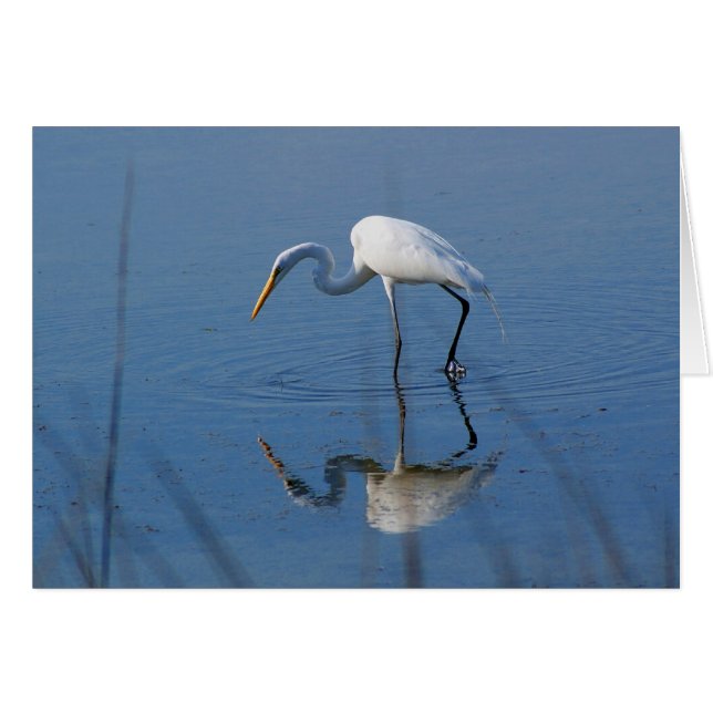 Gran Egret (Anverso (Horizontal))