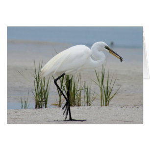 Gran Egret