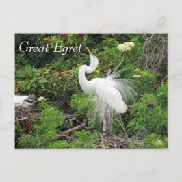 Gran Egret - Aprender postales - Florida