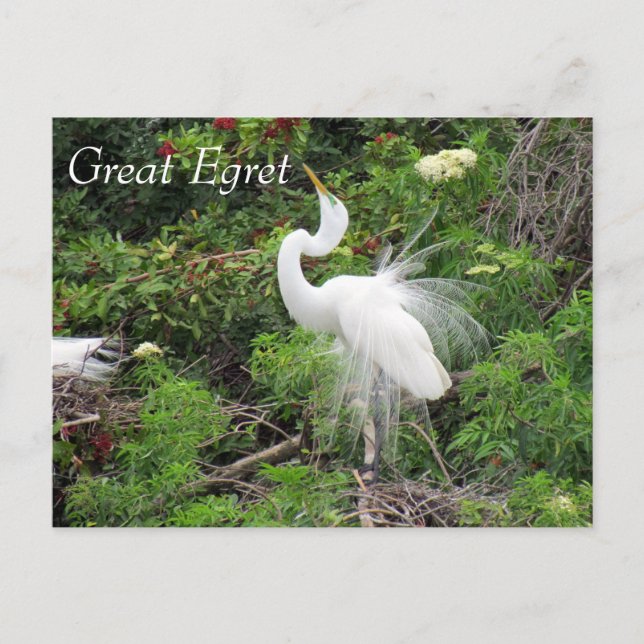 Gran Egret - Aprender postales - Florida (Anverso)