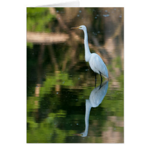 Gran Egret Blanco