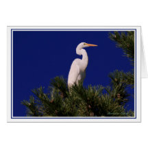 Gran Egret en el árbol: