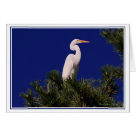 Gran Egret en el árbol:
