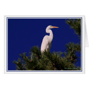 Gran Egret en el árbol:
